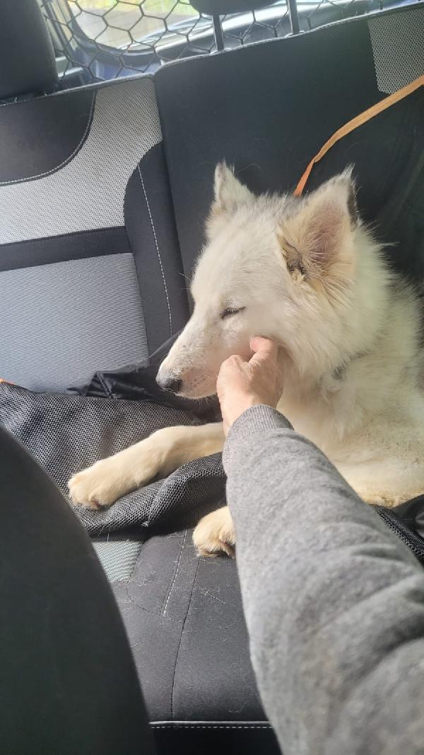 Donut, una dolcissima Husky Foto 5